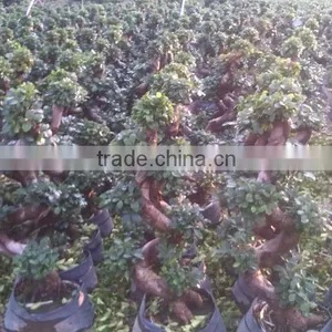 Ficus Microcarpa S Shaped Bonsai thumbnail-3