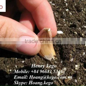 Fresh Garlic thumbnail-2