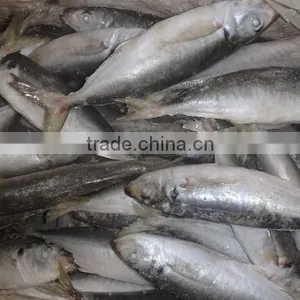 Fish of Frozen Horse Mackerel thumbnail-1