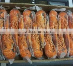 Lobster Homard thumbnail-4