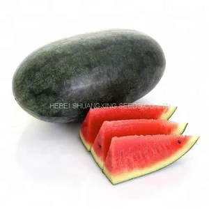 Early Maturity Red Flesh Hybrid f1 Watermelon Seeds thumbnail-2