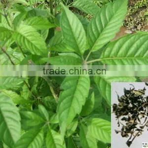 Vitex Oil thumbnail-2