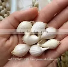 GARLIC/NICE GARLIC/NATURAL GARLIC/FRESH GARLIC thumbnail-2
