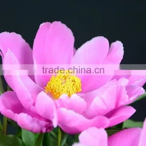 Cut Fresh OEM Professional Fall Peony thumbnail-5