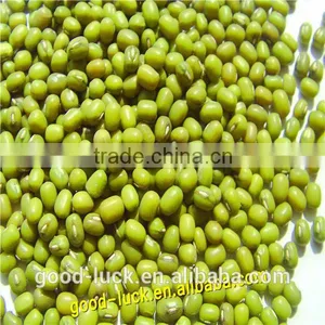 Mung Beans for Food Grade thumbnail-4