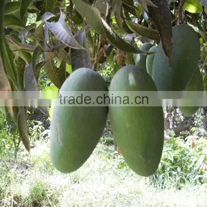 Fresh Mango Sindhri ( Green, Firm, Fresh ) thumbnail-1