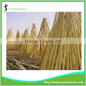 Cane Bamboo thumbnail-1