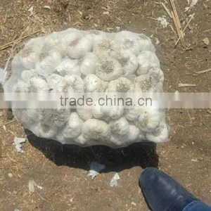 Supplier Garlic White Garlic thumbnail-6