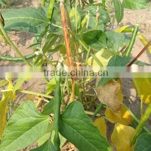 White Cowpeas ( Crop 2013) thumbnail-1