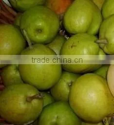 Fragrant Pear thumbnail-1