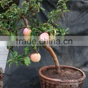 High Quality Apple Seedling thumbnail-2