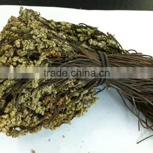 Dry Bracken Natural Bracken Hot Sale for Korea and Europe thumbnail-1