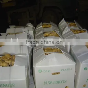 Air Dried Fresh Gingers Supplier thumbnail-5