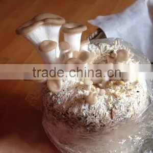Oyster Mushroom Spawn/mushroom Logs thumbnail-4