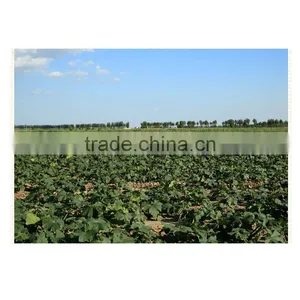 Organic Chinese Shine Skin Pumpkin Seeds Kernel Last Price thumbnail-5