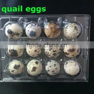 12 Hole Clear PVC Quail Egg Tray for Sale thumbnail-1