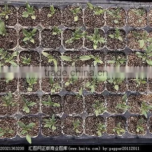 Wholesale Cheap Good Quality ps Cells Seedling Trays thumbnail-3