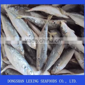 FROZEN HORSE MACKEREL thumbnail-2