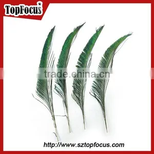 Cheap Down Raw Material Green Natural Peacock Feather for Sale thumbnail-2