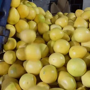 High Quality Fresh Grapefruit Fresh Pomelo Manufacture thumbnail-3