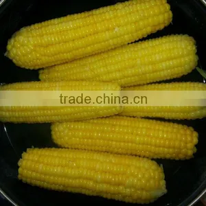 IQF Sweet Corn Cut With Best Quality thumbnail-2