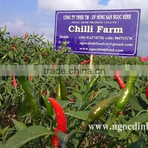 FRESH GREEN CHILLI WITH BEST PRICE ASND GOOD QUALITY thumbnail-1
