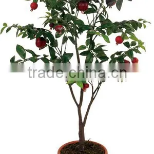 102cm Potted Indoor Decor Artificial Apple Tree thumbnail-5
