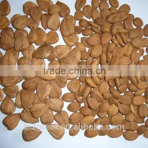 Longwang Bulk Sweet Apricot Kernels for Sales thumbnail-3