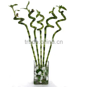 Dracaena Lucky Bamboo for Elderly thumbnail-5