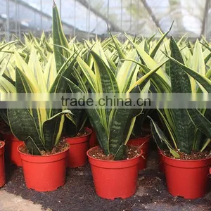 Sansevieria Plant Nursery thumbnail-1