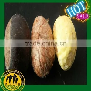 The Most Delicious Fresh Chinese Chestnut thumbnail-1