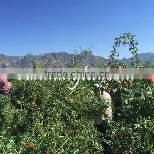 China Dried Fresh Goji Berry thumbnail-2