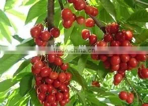 Dark Cherry Pie Filling or Topping thumbnail-4