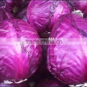 2016 Fresh Red Cabbage Premium Cabbage Export thumbnail-3