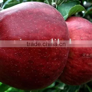 HUANIU Apple thumbnail-1