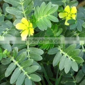Best Price of Top Quality Tribulus Terrestris Extract Powder 70% Saponins Made in China thumbnail-6
