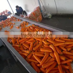Carrot Washing Peeling Prodcution Line Processing Line thumbnail-4