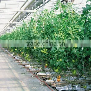 Pe Film Coverd Greenhouse With Control System thumbnail-1