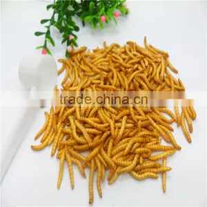 Premium Freeze Dried Mealworms For Bird Food;Natural Mealworms thumbnail-2