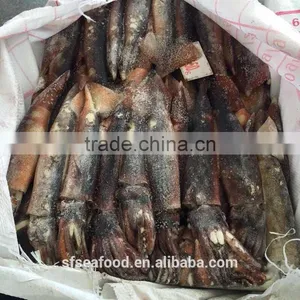 High Protein Illex Squid thumbnail-1