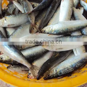 Sardine Fish Frozen thumbnail-2