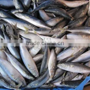 Frozen Mackerel FISH (8-10pcs) thumbnail-1