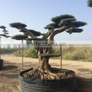 Pompon Olive Tree - Olea Europaea Pom Pon Centenary thumbnail-1