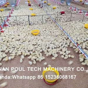 Congo Chicken Shed Broiler Deep Litter System & Broiler Flooring Raising System With Nipple Drinker System & Feeding Pan System thumbnail-1