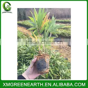 PHYLLOSTACHYS PUBESCENS -- Moso Bamboo Small Plant in Plastic Pots (3) thumbnail-2