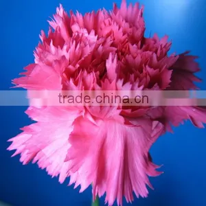 Wide Varieties Promotional Single Stem Carnation for Decoration thumbnail-3