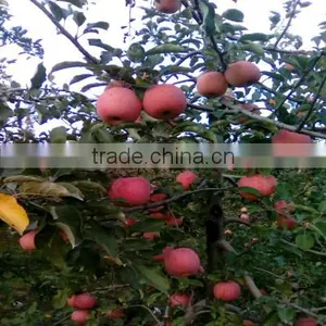 High Quality Red Fuji Apple thumbnail-3