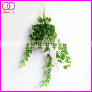Important of Ornamental Plant thumbnail-3