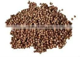 Coriander Sativum thumbnail-1