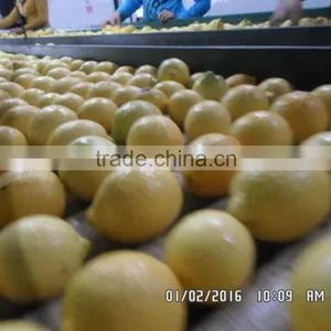 Fresh Lemon thumbnail-1